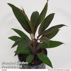 Cordyline 'Rumba' (House Plant) -EcoFlora Sales Shop CORD RUMBA10CM S50426