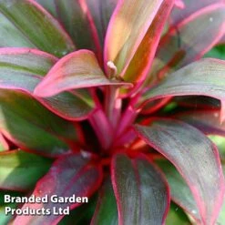 Cordyline 'Rumba' (House Plant) -EcoFlora Sales Shop CORD RUMBA L06646