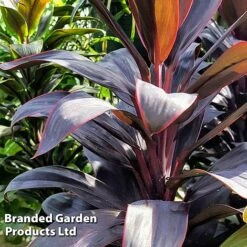 Cordyline 'Rumba' (House Plant) -EcoFlora Sales Shop CORD RUMBA L06647