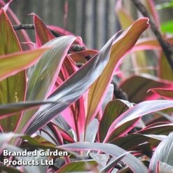 Cordyline 'Rumba' (House Plant) -EcoFlora Sales Shop CORD RUMBA L06648