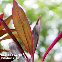 Cordyline 'Rumba' (House Plant) -EcoFlora Sales Shop CORD RUMBA L06649
