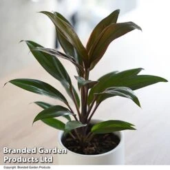 Cordyline 'Rumba' (House Plant) -EcoFlora Sales Shop CORD RUMBA T07016