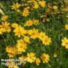 Coreopsis 'Schnittgold' -EcoFlora Sales Shop CORE SCHNITTGO W44944