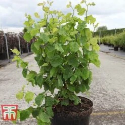 Corylus Avellana 'Twister' -EcoFlora Sales Shop CORY TKA3098 A