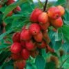 Crab Apple 'John Downie' -EcoFlora Sales Shop CRAB CWW3373 A h