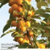 Crab Apple 'Golden Hornet' -EcoFlora Sales Shop CRAB DWW3624 A