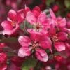 Crab Apple 'Royalty' -EcoFlora Sales Shop CRAB T14136 B h