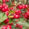 Crab Apple 'Red Sentinel' -EcoFlora Sales Shop CRAB cww3254TM A