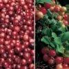 Cranberry & Lingonberry Collection 2 Cranberry & Lingonberry Collection -EcoFlora Sales Shop CRAN CWW3327 A h