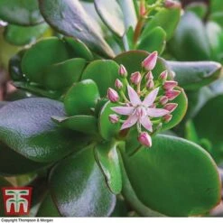Crassula Ovata -EcoFlora Sales Shop CRAS KB2121 D