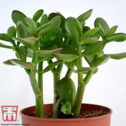 Crassula Ovata -EcoFlora Sales Shop CRAS KB2121 G
