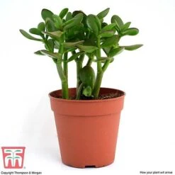 Crassula Ovata -EcoFlora Sales Shop CRAS KB2121 H