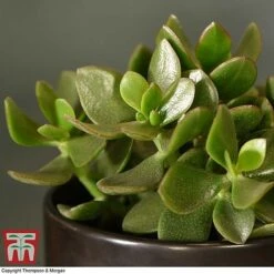 Crassula Ovata 'Hulk' -EcoFlora Sales Shop CRAS KB3774 C