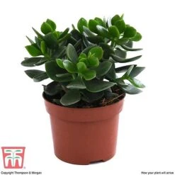 Crassula Ovata 'Hulk' -EcoFlora Sales Shop CRAS KB3774 E
