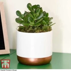 Crassula Ovata 'Hulk' -EcoFlora Sales Shop CRAS KB3774 F