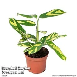 Ctenanthe 'Golden Mosaic' -EcoFlora Sales Shop CTEN GOLDM10CM S50430