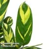 Ctenanthe 'Golden Mosaic' -EcoFlora Sales Shop CTEN GOLDMOSAI S50431