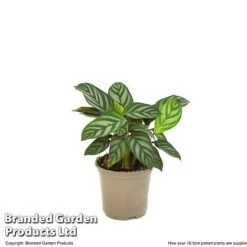 Ctenanthe Oppenheimiana 11 Ctenanthe Oppenheimiana -EcoFlora Sales Shop CTEN OPPEN10CM T520981