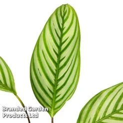 Ctenanthe Oppenheimiana 10 Ctenanthe Oppenheimiana -EcoFlora Sales Shop CTEN OPPENHEIM S50432