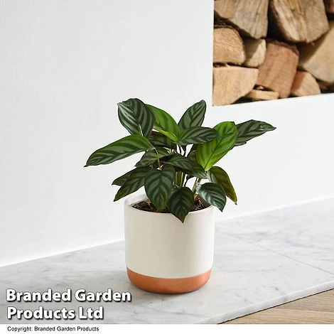 Ctenanthe Oppenheimiana 3 Ctenanthe Oppenheimiana