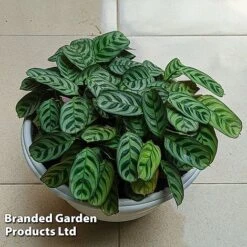 Ctenanthe Oppenheimiana 8 Ctenanthe Oppenheimiana -EcoFlora Sales Shop CTEN OPPENHEIM W516761