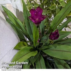 Curcuma 'Skyline' -EcoFlora Sales Shop CURC SKYLINE T50576