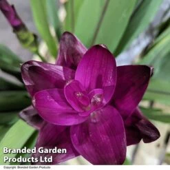 Curcuma 'Skyline' -EcoFlora Sales Shop CURC SKYLINE T50579