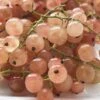 Pinkcurrant 'Gloire De Sablon' 2 Pinkcurrant 'Gloire De Sablon' -EcoFlora Sales Shop CURR CWW3571 A h