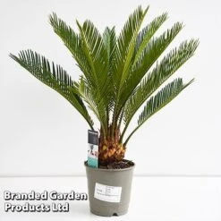 Cycas Revoluta -EcoFlora Sales Shop CYCA REVOL12CM T44726