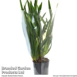 Cymbidium Sarah Jean Gx 'Ice Cascade' -EcoFlora Sales Shop CYMB ICECA14CM T48022