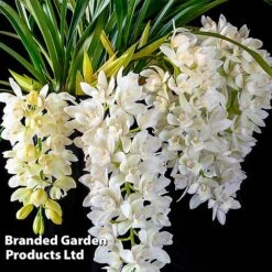 Cymbidium Sarah Jean Gx 'Ice Cascade' -EcoFlora Sales Shop CYMB ICECASCAD W45404