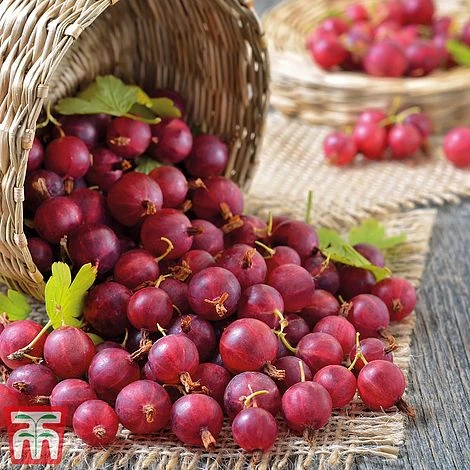 Gooseberry Collection 5 Gooseberry Collection - Image 3