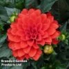 Dahlia Gallery Riviera -EcoFlora Sales Shop DAHL 64008 A