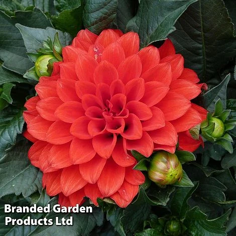 Dahlia Gallery Riviera 1 Dahlia Gallery Riviera -EcoFlora Sales Shop DAHL 64008 A