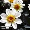 Dahlia Happy Days Cream -EcoFlora Sales Shop DAHL 64010 A