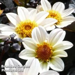 Dahlia Happy Days Cream -EcoFlora Sales Shop DAHL 64010 B