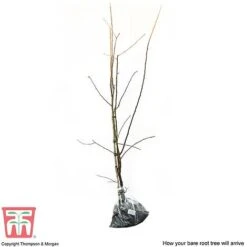 Damson Plum 'Merryweather' -EcoFlora Sales Shop DAMS CWW3220 B