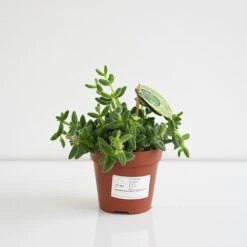 Delosperma Echinatum -EcoFlora Sales Shop DELO ECHIN12CM T45110