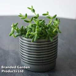 Delosperma Echinatum -EcoFlora Sales Shop DELO ECHINATUM T45115B