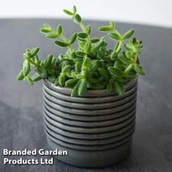 Delosperma Echinatum -EcoFlora Sales Shop DELO ECHINATUM T45116A