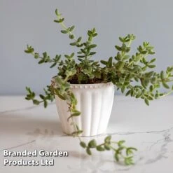 Delosperma Echinatum -EcoFlora Sales Shop DELO ECHINATUM WKF1163