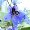 Delphinium Blue Jay