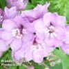 Delphinium Magic Fountains Cherry Blossom -EcoFlora Sales Shop DELP 64032 A
