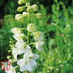 Delphinium Elatum 'Double Innocence' -EcoFlora Sales Shop DELP KA5071 B