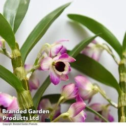 Dendrobium Nobile 'Sunny Eye' -EcoFlora Sales Shop DEND SUNNYEYE T49613