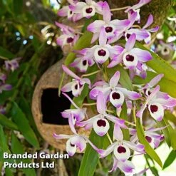 Dendrobium Nobile 'Sunny Eye' -EcoFlora Sales Shop DEND SUNNYEYE W48347