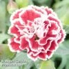 Dianthus Scent First Sugar Plum -EcoFlora Sales Shop DIAN KA5117 A