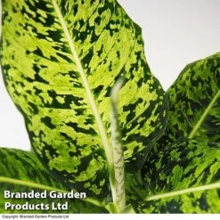 Dieffenbachia 'Reflector' -EcoFlora Sales Shop DIEF MACREFLEC T33674