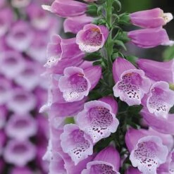 Foxglove 'Dalmation Purple' -EcoFlora Sales Shop DIGI T64064 B h