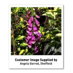 Foxglove 'Dalmation Purple' -EcoFlora Sales Shop DIGI T64064 U1 h